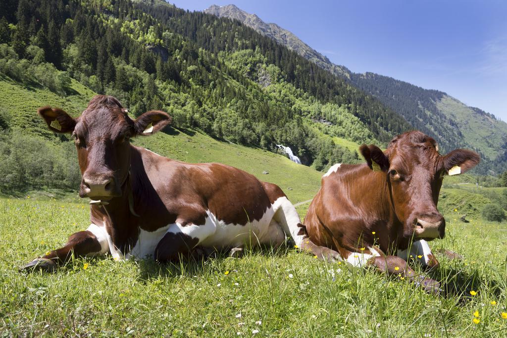 Garni Roesslhof Hotel Hollersbach im Pinzgau Ngoại thất bức ảnh